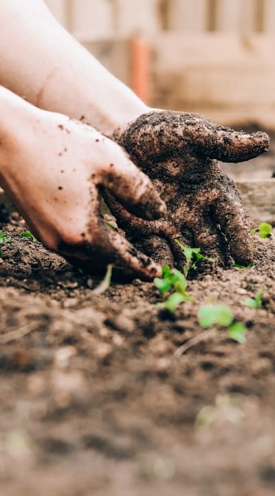 Mulching helps control weeds and improve soil health.
