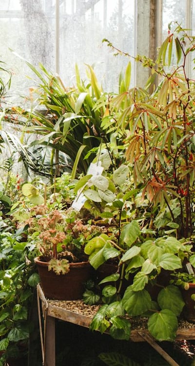 Alt text: Sowing wildflower seeds in garden soil.