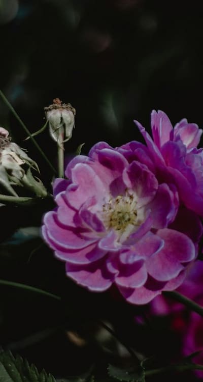 Thinning seedlings for healthy growth and productivity.