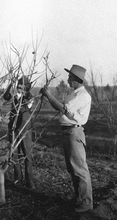 A person watering plants in a shaded garden