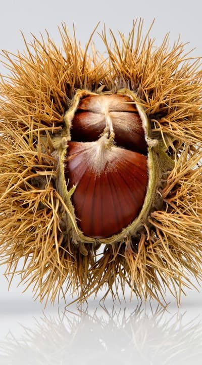 A great way to expand your seed collection.