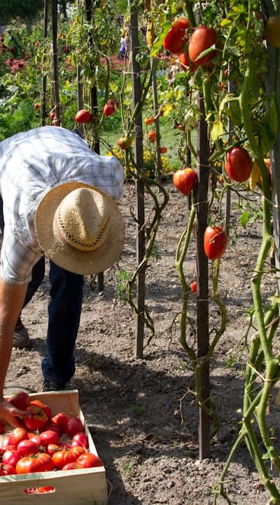 Planting spring flowering bulbs in the fall