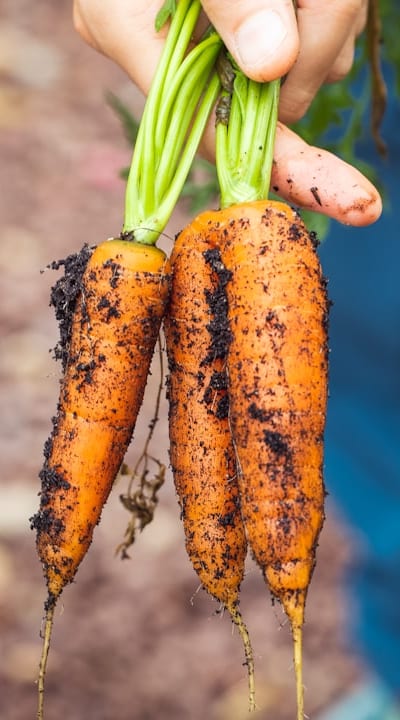 Essential resources for successful organic seed gardening.