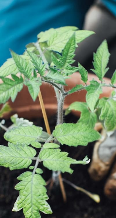 Properly cut and care for freshly harvested cottage garden flowers.