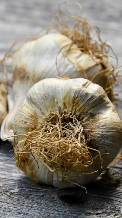 Harvesting and storing garlic: preserving flavors and aromas.