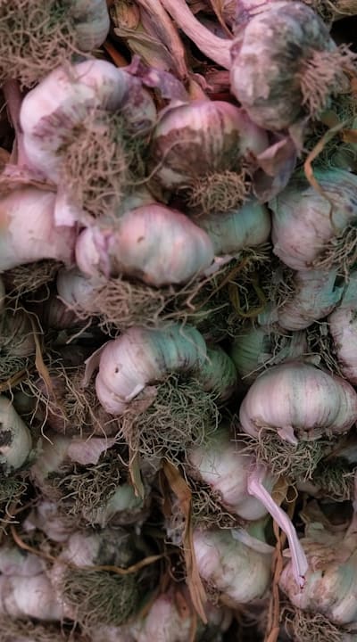 Growing Garlic from Seed, a rewarding journey for organic gardeners.