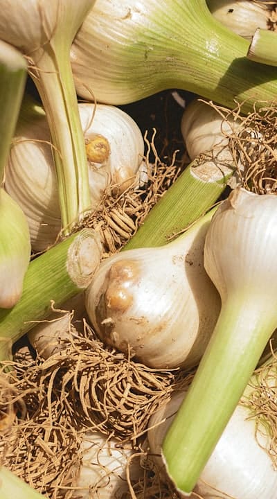 Garlic seeds - a treasure trove of flavors!