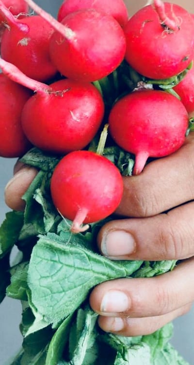 Radish Seeds - Troubleshooting Common Problems