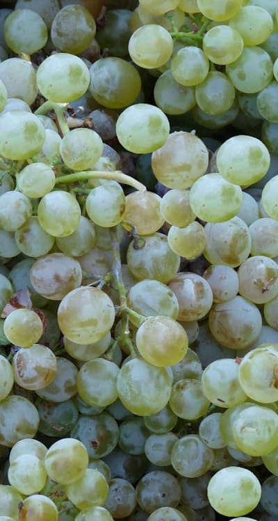 Harvesting techniques for vine plants