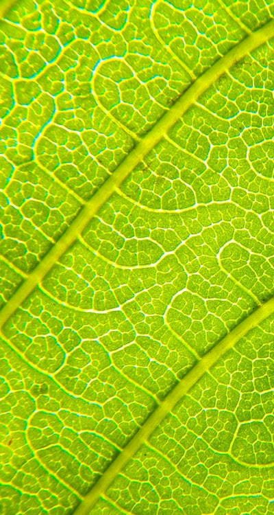 Harvesting green bean seeds for future seasons