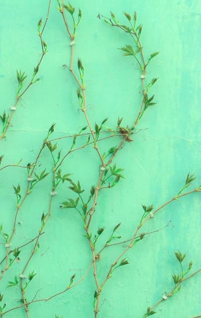 Alt text: Organic pest control methods for green bean gardens