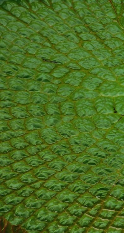 Choosing between seedlings and seeds for growing green beans