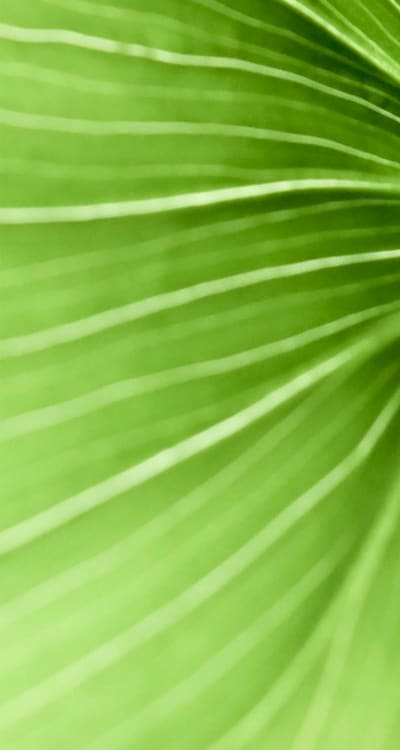 Seeds for a successful green bean seed germination.