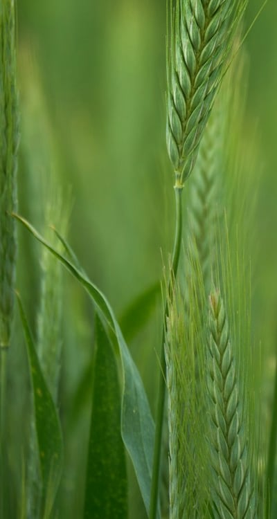 Optimal planting time for green beans