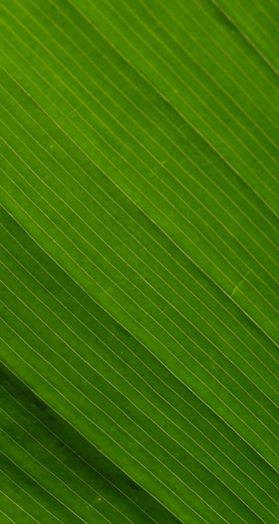 Organic green beans: nutritious and pesticide-free