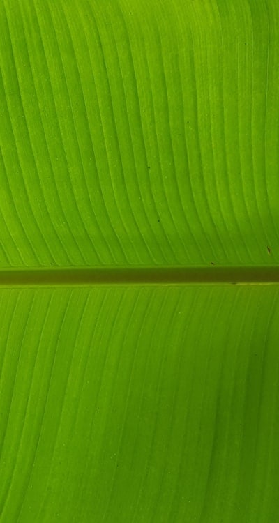 Nutrient-packed organic green beans for a healthy diet.