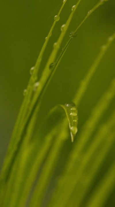 Properly stored green beans for optimal freshness.