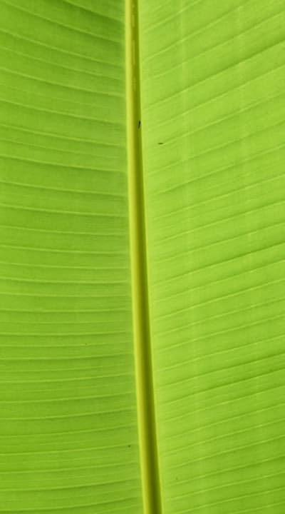 Grown green beans, fresh and flavorful.