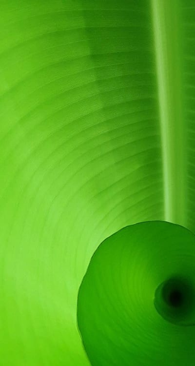 Tips for growing healthy green beans at home