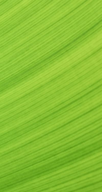 Alt text: A healthy green bean plant with leaves.