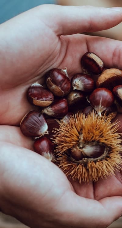 Role of gymnosperm seeds in organic gardening.