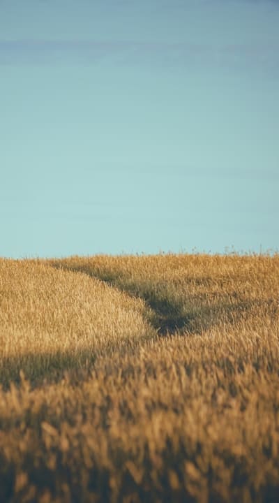Organic garden with growing gymnosperm seeds