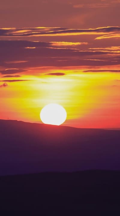 Sunlight is crucial for healthy gymnosperm seed development.