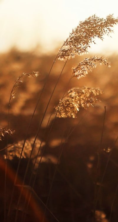 Evolutionary wonders: Gymnosperms and their unique seed development.