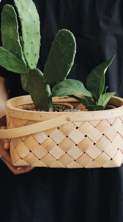 Tips for Growing Biennial Flowers in Hanging Baskets