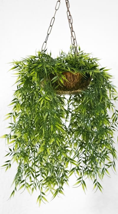 Common mistakes to avoid when growing biennial flowers.