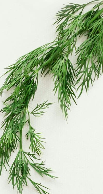 Harvesting Herb Seedlings - Tips for Success