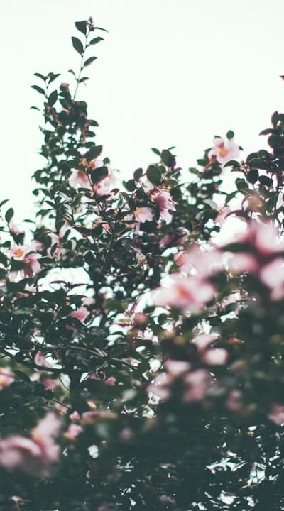 Growing herb seedlings with distinctive true leaves