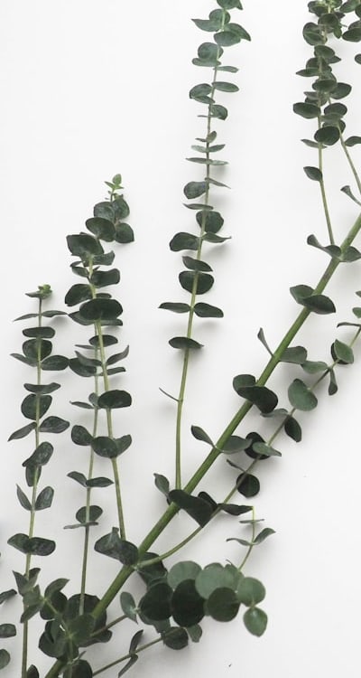 Growing herb seeds is a rewarding journey