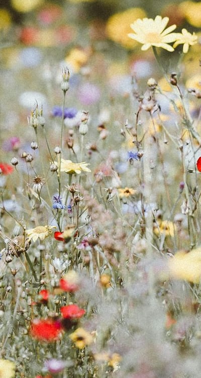 Basil seeds offer a variety of flavors.