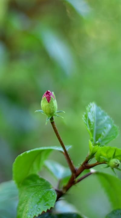 Selecting the right herb seeds for successful growth.