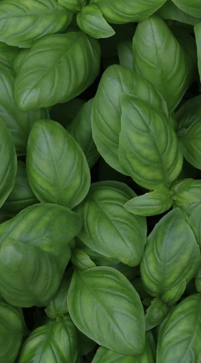 Organic herb garden with various herbs growing