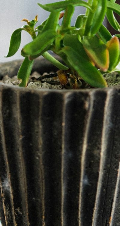Bountiful harvest of fresh herbs, Herb-infused oils and vinegars