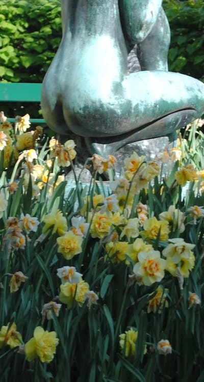 Succession planting ensures a continuous supply of fresh herbs.