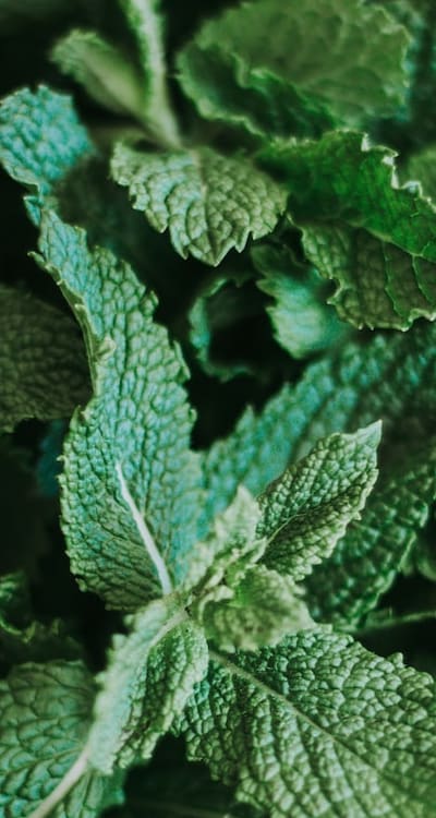 Border planting with herbs for pest control and growth enhancement.