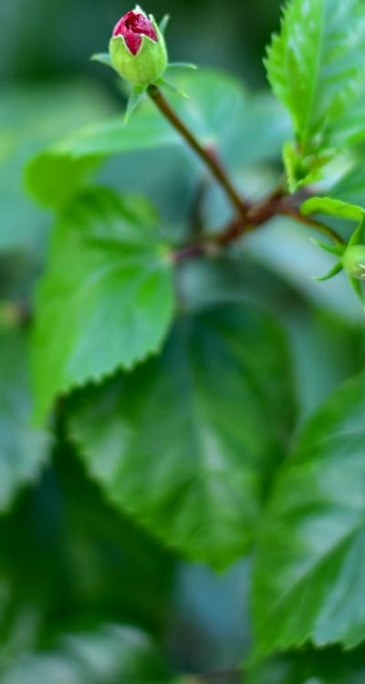 Optimize germination success with tailored environmental conditions.