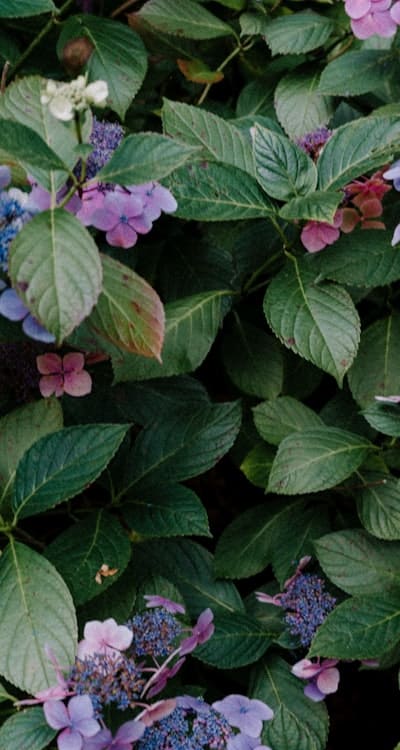 Cottage garden flowers, vibrant colors and lush foliage