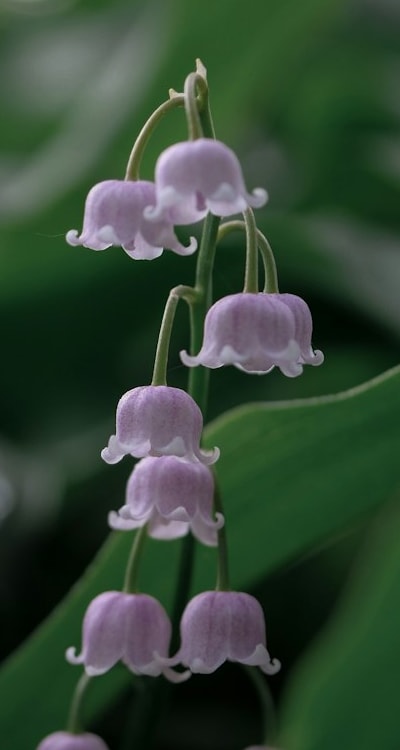 Beautiful indoor garden filled with fragrant flowers