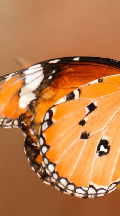 Encouraging biodiversity with beneficial insects and flowering plants.