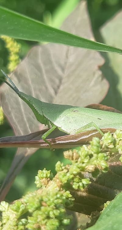 Preventing pest damage to your radish seedlings