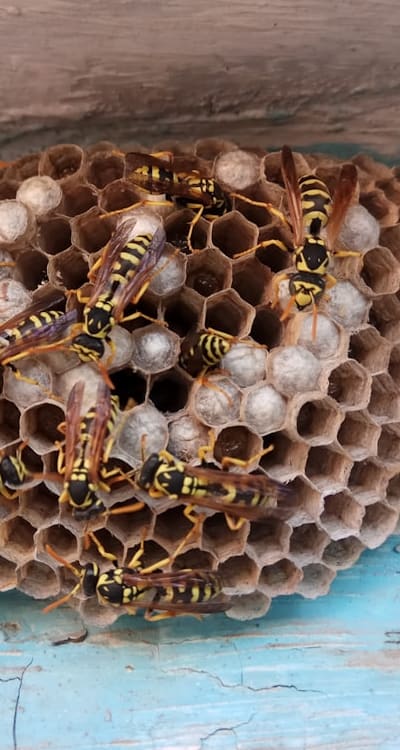 Pests and Treatment: Aphids, Bean Beetles, and more