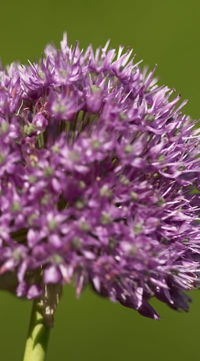 Natural pest control through companion planting and organic sprays