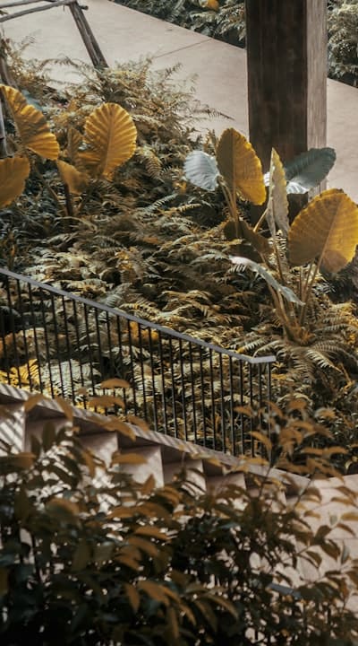 Alt text: Pruning and division of iris plants
