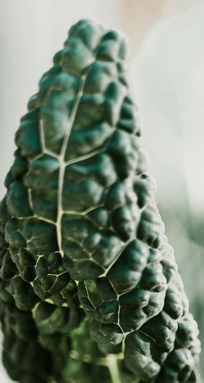 Preventing Kale Seedling Diseases for Healthy Crops