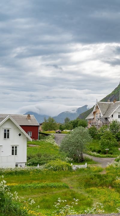 Beneficial insects helping control pests in tomato garden