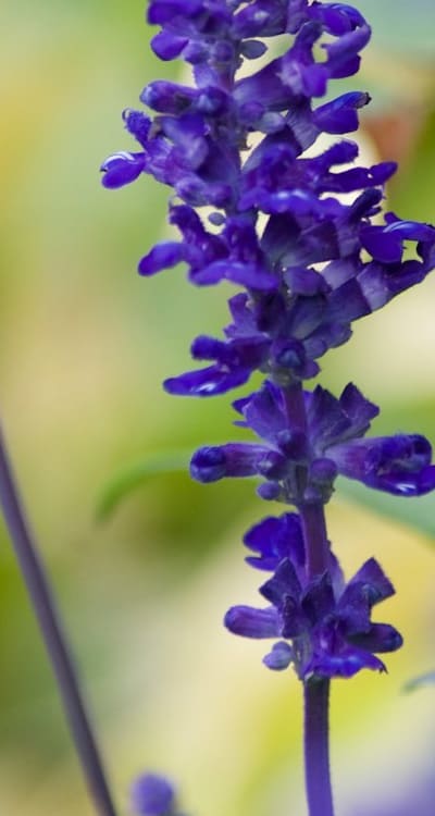 Understanding the Fragrance of Wildflower Seedlings in Organic Gardening